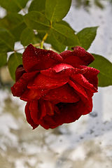 photo "***"