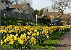 photo "The  April - time of narcissuses."