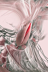 photo "***"