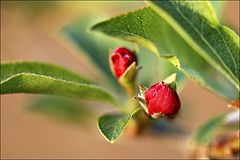 photo "red flower bud"