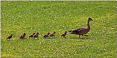 фото "Duck Walk"