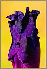 фото "Deep Purple"