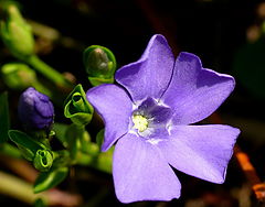 фото "Violet Flower"