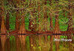 photo "The Magic Forest"