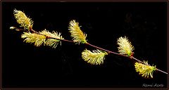 фото "softly"