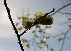 photo "***"