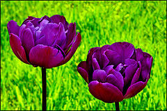 photo "Spring flowers / Весенние цветы"