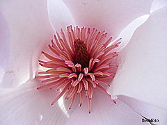 фото "Flower."