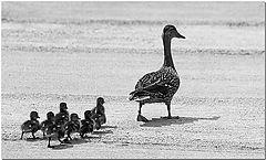 фото "Follow Mama"