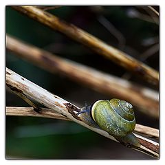 фото "Snail"