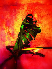 photo "***"