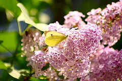 photo "Lilac"