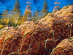 photo "Miracle sounds"