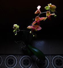 фото "***"