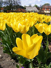 фото "Flower."