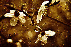 photo "***"