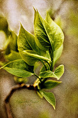 photo "***"