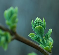 фото "Syringa"