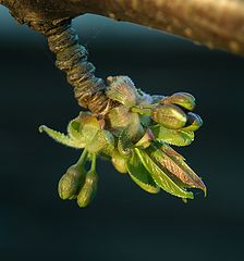 фото "Prunus"