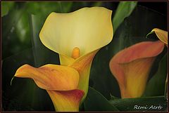 photo "***"
