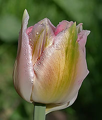 photo "***"