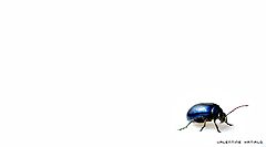 photo "Bug"