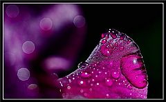 фото "***"