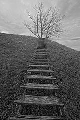 photo "Stairs to heaven (or tree)"