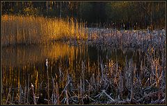 photo "As the sun comes"