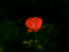 photo "***"