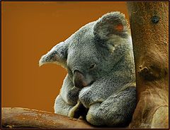 фото "I want to sleep"
