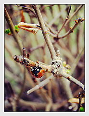 photo "***"