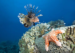 фото "Turkeyfish and starfish."