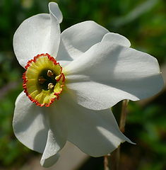 фото "Narcissus 2"