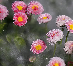 photo "Daisies in feather shawl ...."