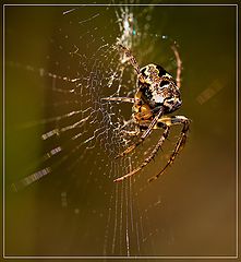 photo "***"