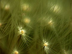 фото "Tree of Souls's Seeds"