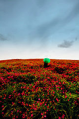 photo "FF"