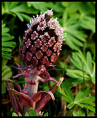 фото "Petasites hybridus"