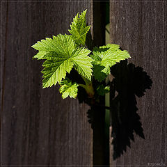 photo "Neighbor"