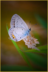 photo "***"