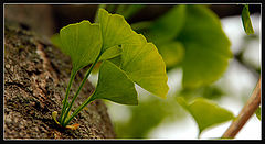 photo "simplicity"