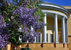 photo "Lilac and columns ..."