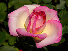 photo "Portret of a Rose"