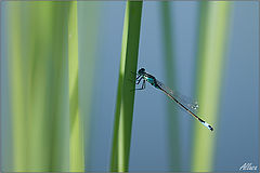 photo "***"