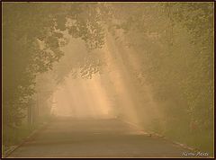 фото "misty morning"