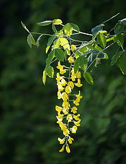 фото "Yellow Rain"