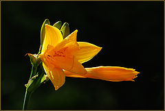 photo "***"