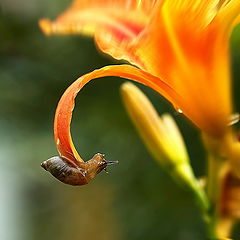 photo "***"