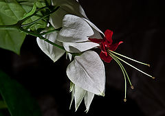 photo "Clerodendrum"